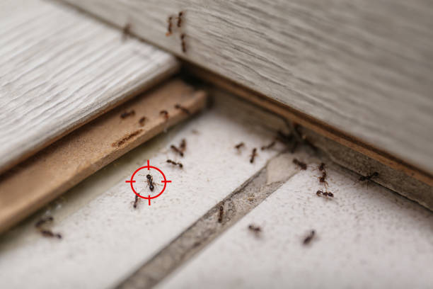 Best Cockroach Control Services  in Linden, NJ