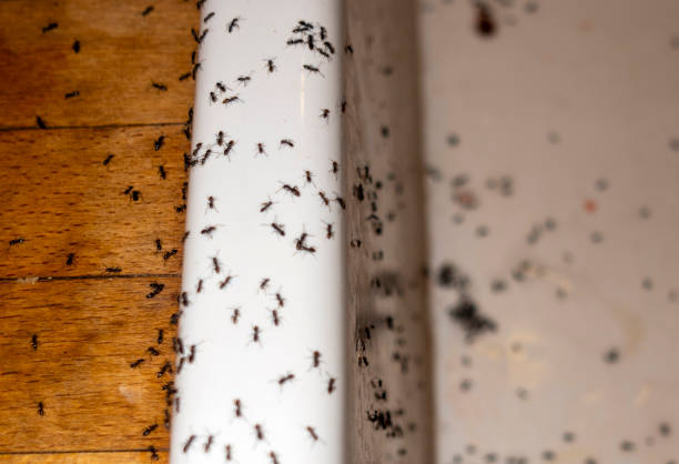 Best Ant Control Services  in Linden, NJ