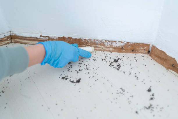 Best Mosquito Control Services  in Linden, NJ